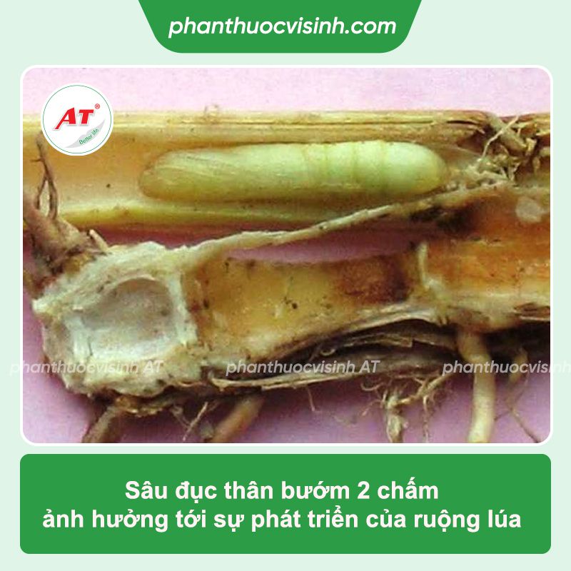 Phòng trị sâu đục thân bướm hai chấm hiệu quả, an toàn