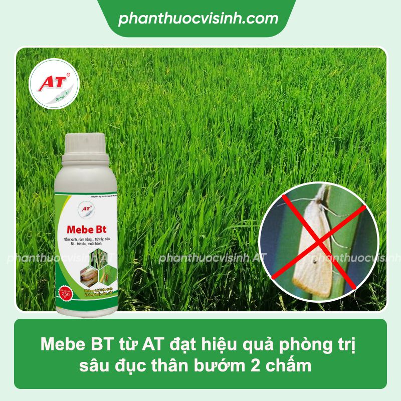 Phòng trị sâu đục thân bướm hai chấm hiệu quả, an toàn
