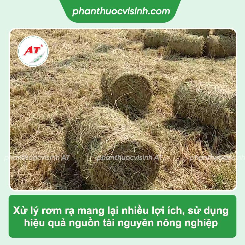 Xử lý rơm rạ sau thu hoạch hiệu quả, bà con dễ thực hiện