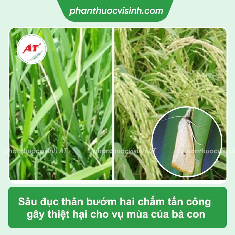 Phòng trị sâu đục thân bướm hai chấm hiệu quả, an toàn