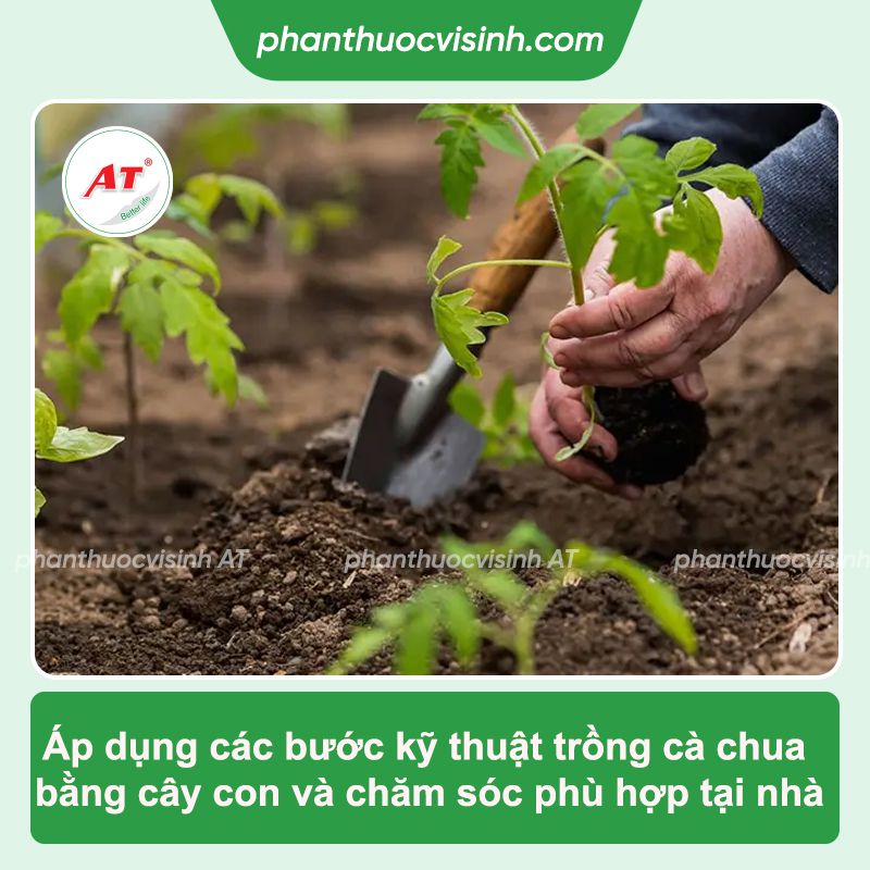 Quy trình và kỹ thuật trồng cây cà chua cho năng suất cao
