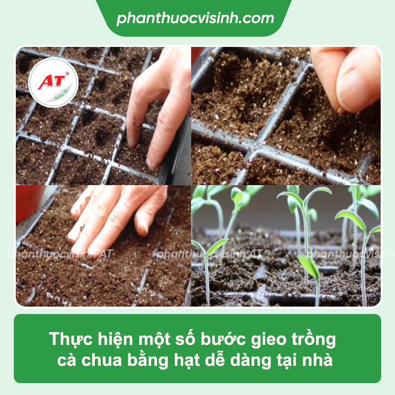 Quy trình và kỹ thuật trồng cây cà chua cho năng suất cao