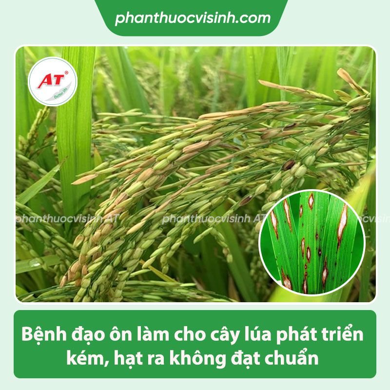 Thuốc trị đạo ôn lúa Ketomium 25g hiệu quả, an toàn, giá tốt