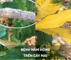 benh-nam-hong-tren-cay-mai