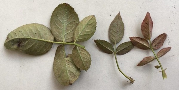 benh-nhen-do-o-hoa-hong