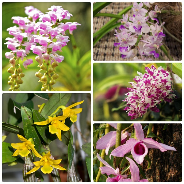 benh-ri-sat-tren-hoa-lan