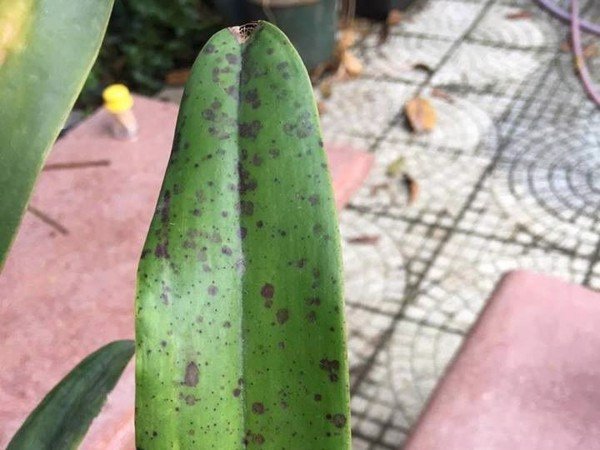 benh-ri-sat-tren-lan