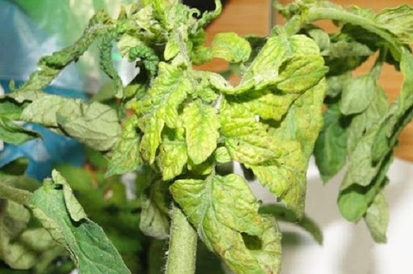 Cà chua bị xoăn lá - Nguyên nhận, triệu chứng và thuốc đặc trị bệnh 3 benh-xoan-la-ca-chua