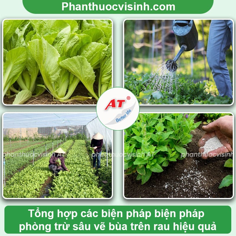 Sâu vẽ bùa trên rau: Nguyên nhân xuất hiện và cách trị dứt điểm 3 Sâu vẽ bùa trên rau: Nguyên nhân xuất hiện và cách trị dứt điểm