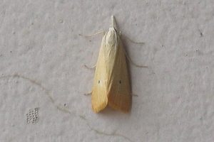 buom sau duc than 1