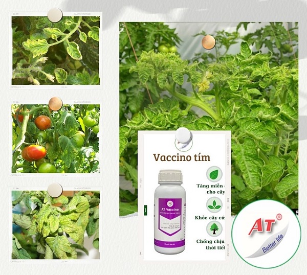 Cà chua bị xoăn lá - Nguyên nhận, triệu chứng và thuốc đặc trị bệnh 1 ca-chua-bi-xoan-la