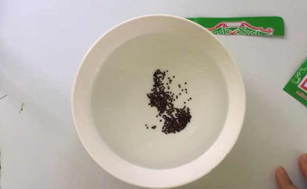 cach-gieo-hat-cai-ngot