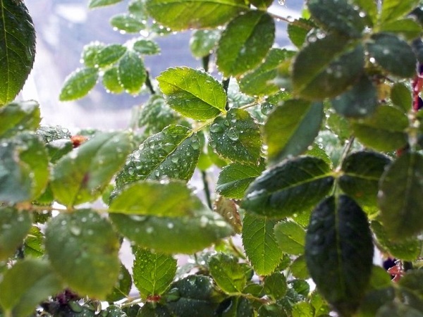 cach-tri-nhen-do-tren-hoa-hong