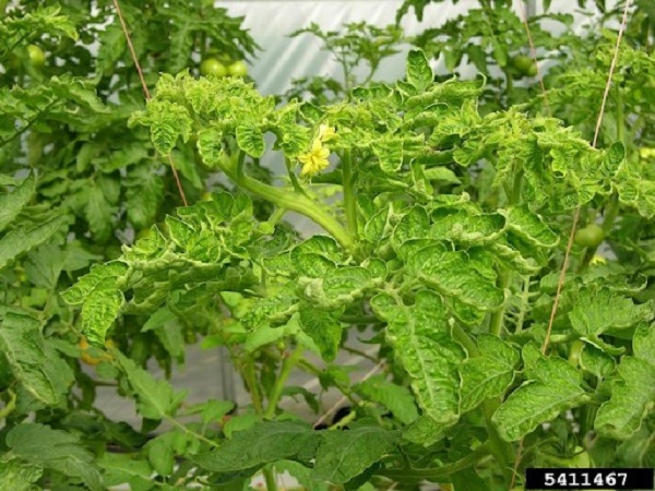 Cà chua bị xoăn lá - Nguyên nhận, triệu chứng và thuốc đặc trị bệnh 2 cay-ca-chua-bi-xoan-la