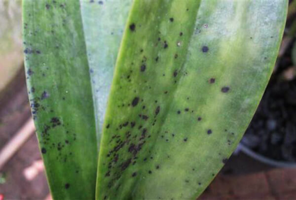 chua-benh-ri-sat-cho-lan