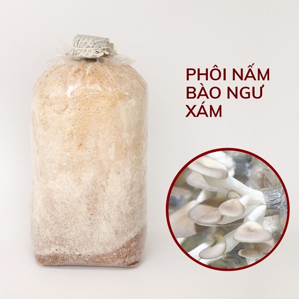 phoi-nam-bao-ngu