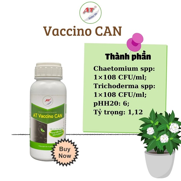 thuoc-tri-benh-nam-hong-cho-mai-vang