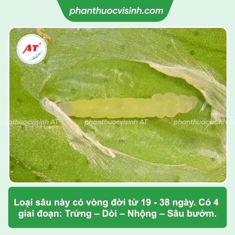 Sâu vẽ bùa trên rau: Nguyên nhân xuất hiện và cách trị dứt điểm 2 Sâu vẽ bùa trên rau: Nguyên nhân xuất hiện và cách trị dứt điểm