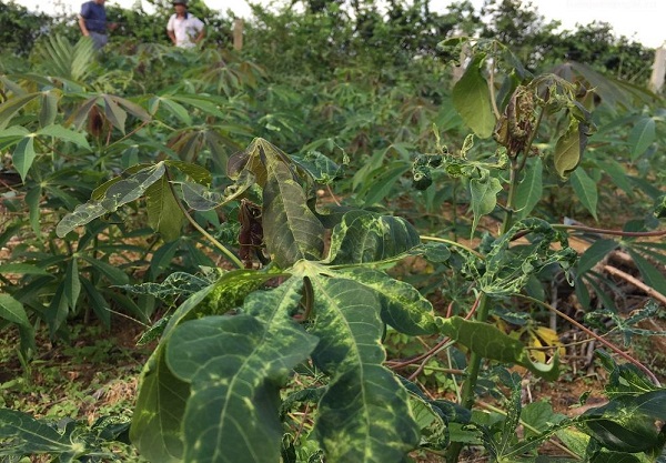 benh-kham-la-virus-hai-san