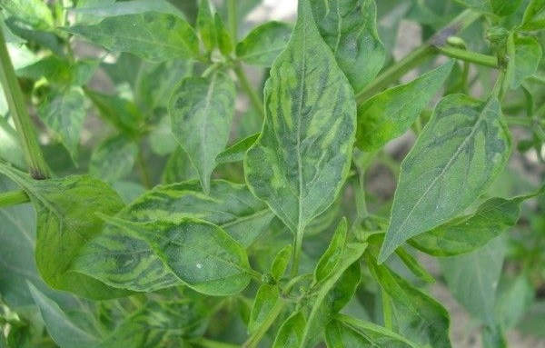 benh-kham-tren-cay-ot