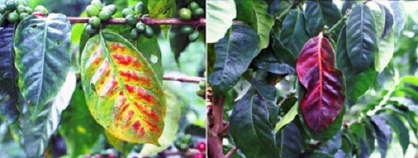 Bệnh nấm hồng trên cây cà phê: Nguyên nhân, triệu chứng và cách trị bệnh 3 benh-nam-hong-tren-cay-ca-phe