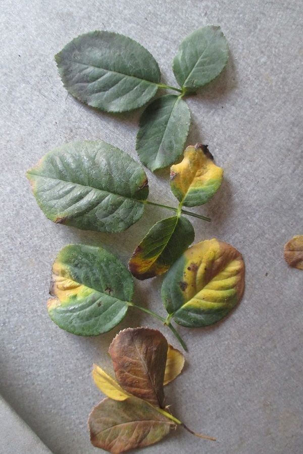 benh-than-thu-hai-hoa-hong