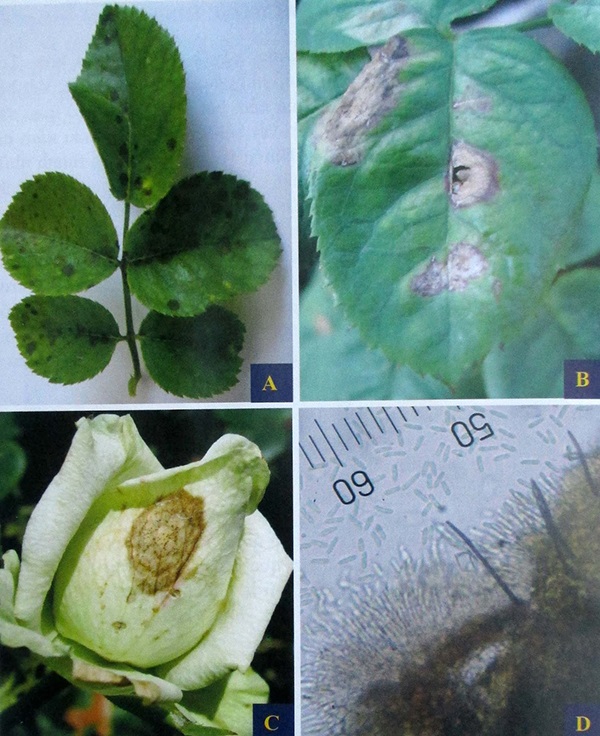 benh-than-thu-hoa-hong