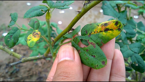 benh-than-thu-o-hoa-hong