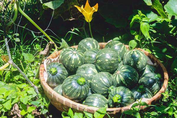 bi-do-trong-bao-lau-thi-thu-hoach