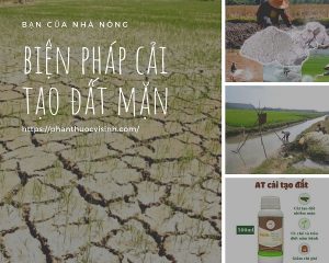 bien-phap-cai-tao-dat-man