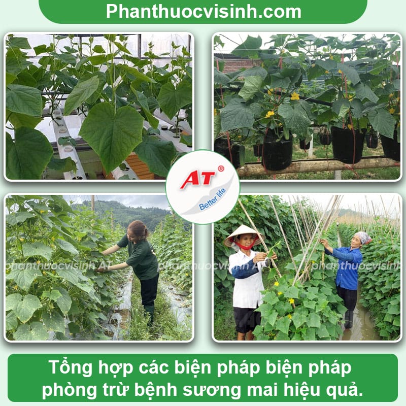 Bệnh sương mai trên dưa chuột dưa leo: Cách phòng trị hiệu quả