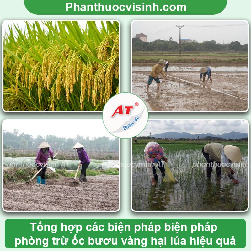 Phòng trừ ốc bươu vàng hại lúa giúp mang lại mùa vụ bội thu