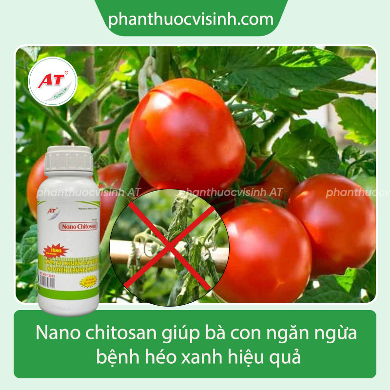 Hướng dẫn phòng ngừa bệnh héo xanh trên cây cà chua