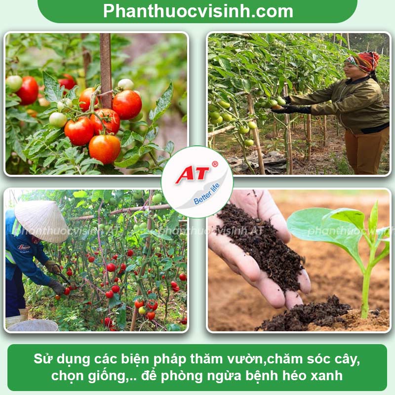 Hướng dẫn phòng ngừa bệnh héo xanh trên cây cà chua