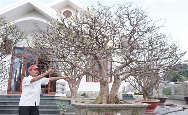 cach-cat-tia-mai-sau-tet