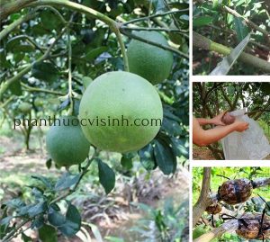 cach-chiet-canh-buoi