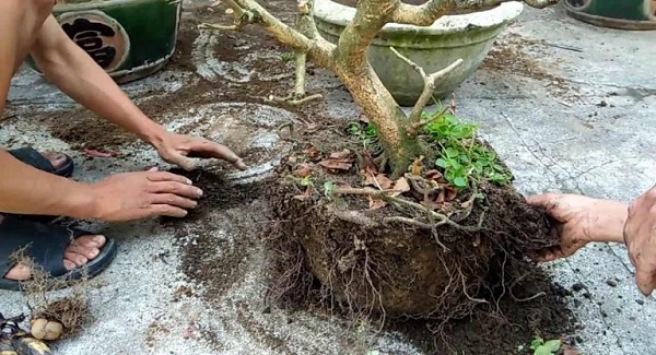 cach-thay-dat-cho-mai-vang-sau-tet