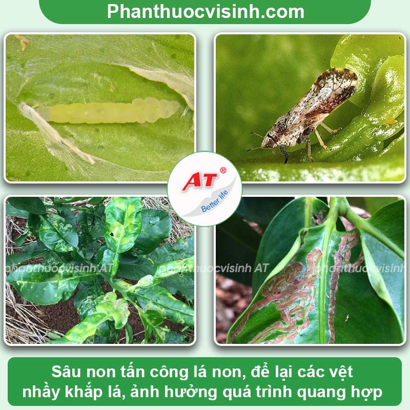 Khắc chế sâu vẽ bùa hại cây ăn quả có múi chuẩn cách nhà nông