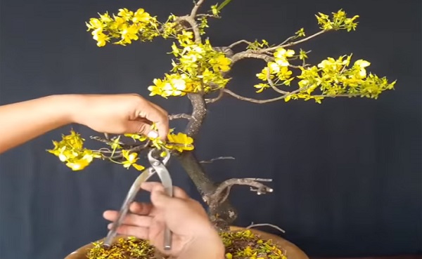 cach-tia-canh-mai-sau-tet