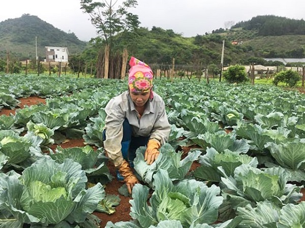 Học ngay cách trồng bắp cải xanh tốt, nhanh thu hoạch 7 cach-tia-la-bap-cai