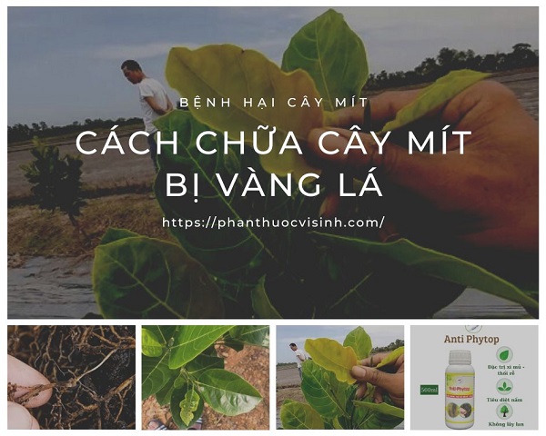 cach-tri-benh-cay-mit-bi-vang-la