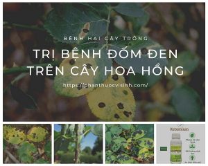 cach-tri-benh-dom-den-tren-hoa-hong
