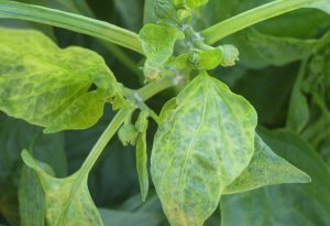 cach-tri-benh-kham-tren-cay-ot