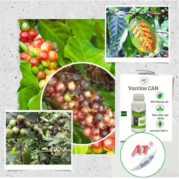 Bệnh nấm hồng trên cây cà phê: Nguyên nhân, triệu chứng và cách trị bệnh 1 cach-tri-benh-nam-hong-tren-cay-ca-phe