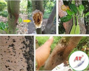 cach-tri-benh-nam-hong-tren-cay-mit