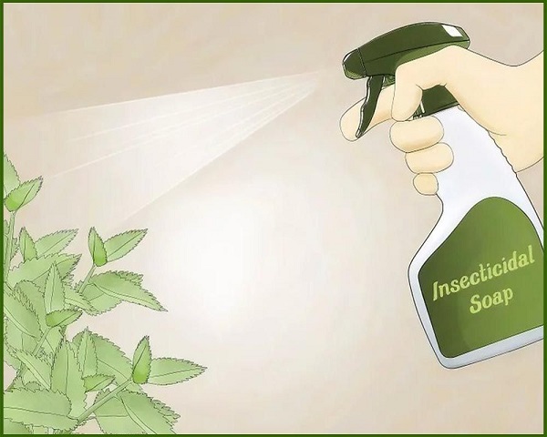 Hướng dẫn chi tiết cách trị bọ trĩ hoa hồng bằng nước rửa chén 4 cach-tri-bo-tri-bang-nuoc-rua-chen