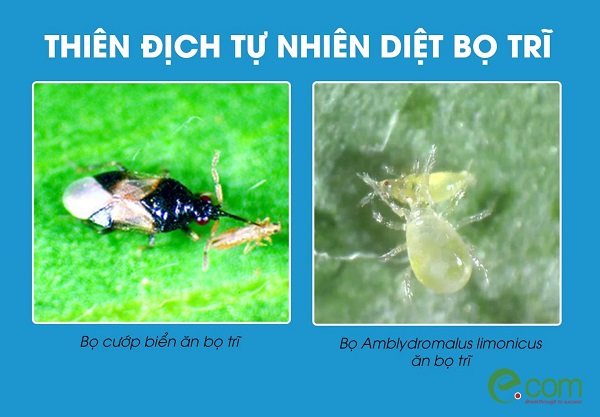 cach-tri-bo-tri-khong-dung-thuoc