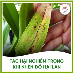 cach-tri-nhen-do-hai-lan