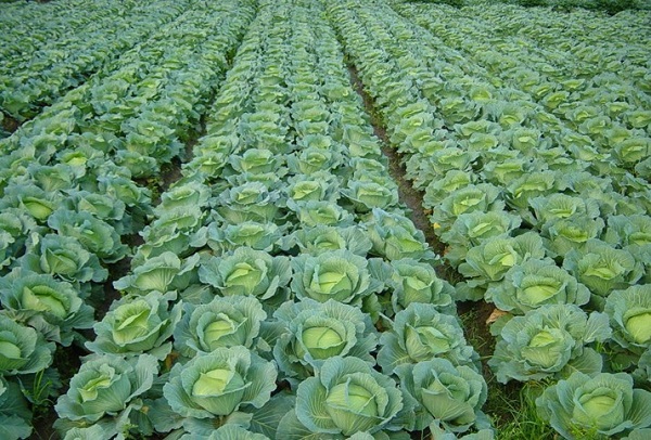 Học ngay cách trồng bắp cải xanh tốt, nhanh thu hoạch 1 cach-trong-bap-cai