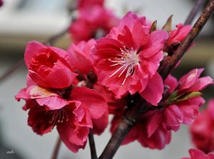 cach-trong-dao-sau-tet